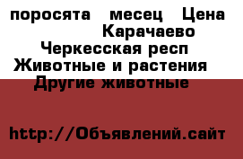 поросята 1 месец › Цена ­ 1 800 - Карачаево-Черкесская респ. Животные и растения » Другие животные   
